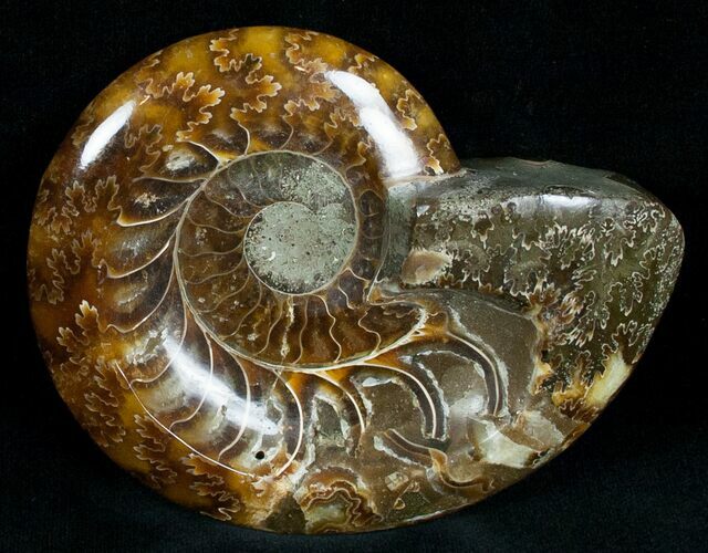 Wide Polished Ammonite Dish #7013